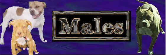 maleslogo.jpg